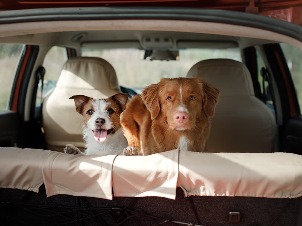 The Dog-Friendly Car Guide That Starts With Safety, Then Picks the Ride
