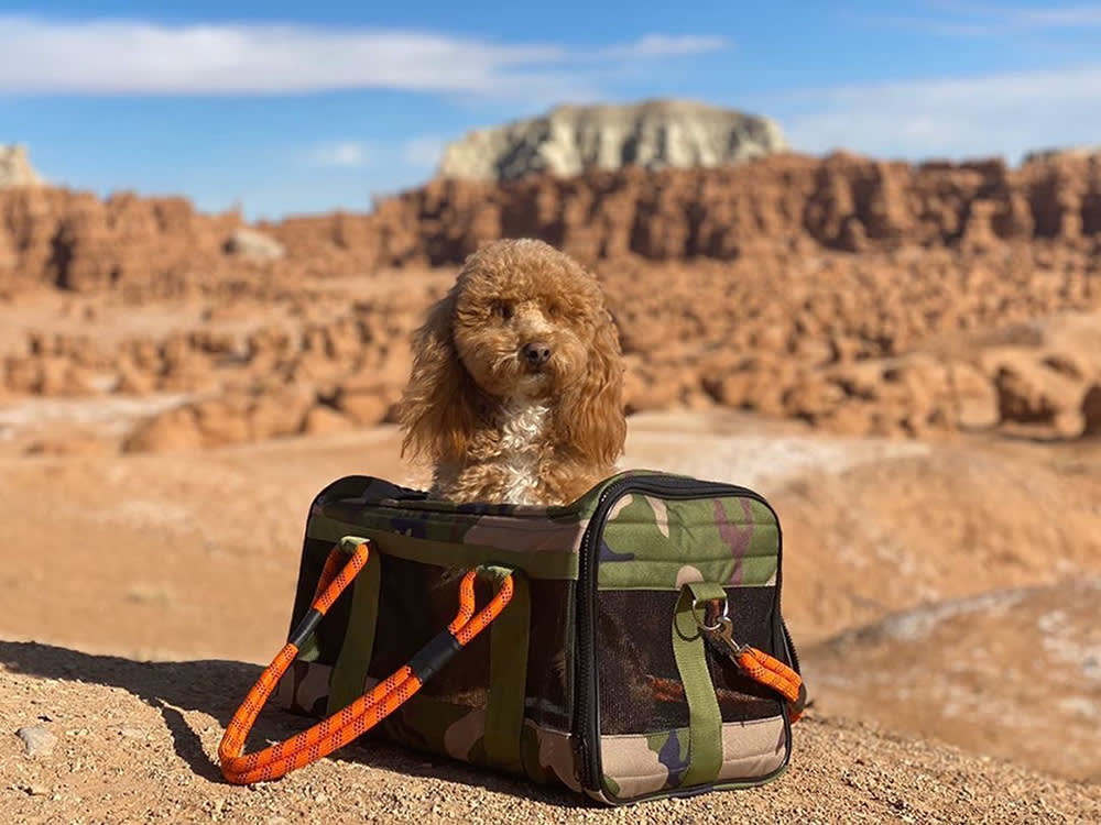 The 1% Pledge Is the Floor, Not the Finish Line: 9 Pet Brands That Go Further