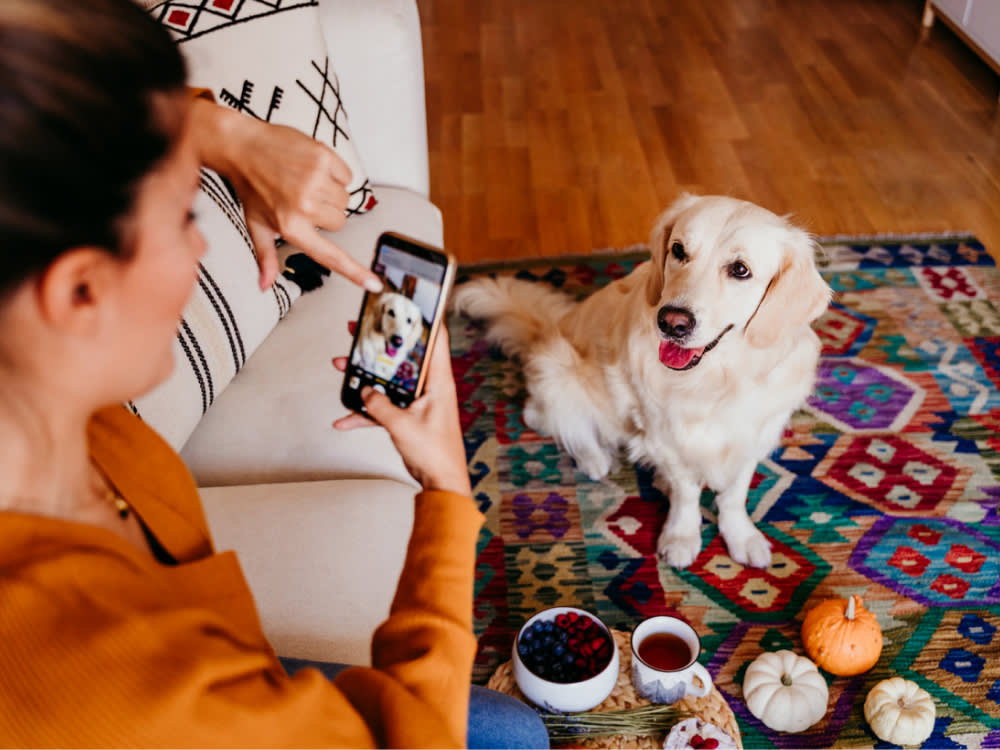 Which Viral Dog Challenges Actually Burn Energy (and Which Are Just for the Camera)