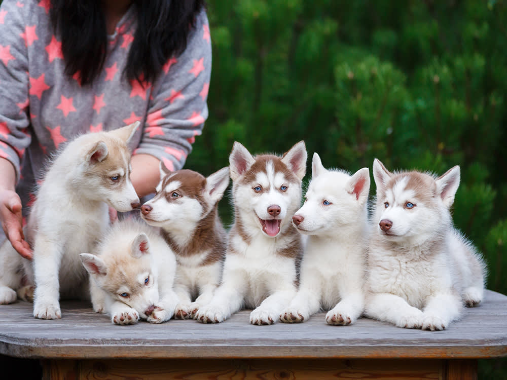 11 Red Flags That Say Walk Away From This Breeder