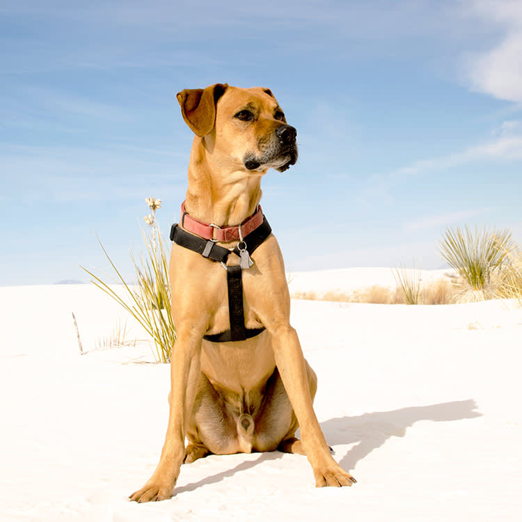 Not All 'Dog-Friendly' Parks Are Equal: 15 of America's Best, Ranked by Freedom