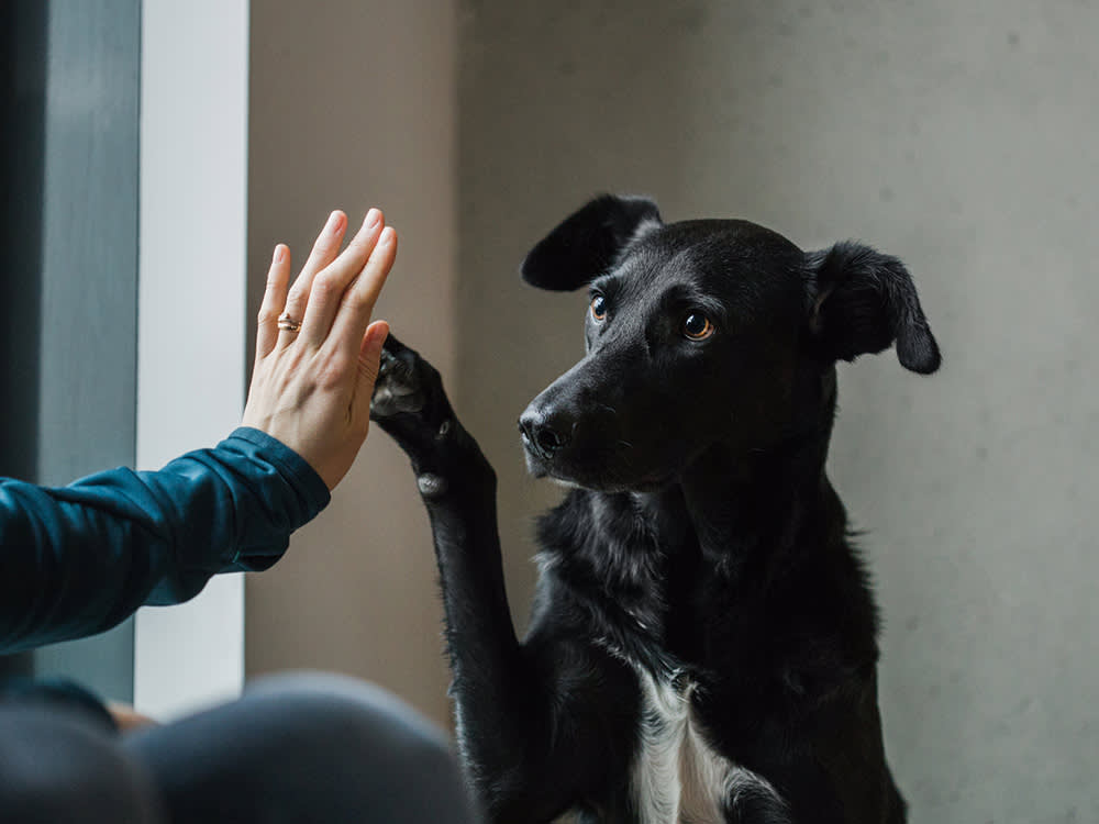 17 Surprising Dog Facts That All Come Back to One Thing: The Nose