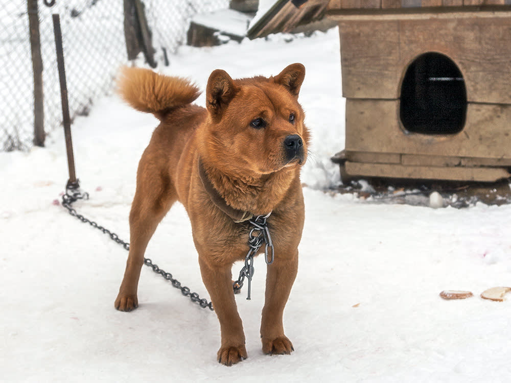 23 Dogs, a Snowstorm, and the Law That Makes It a Felony