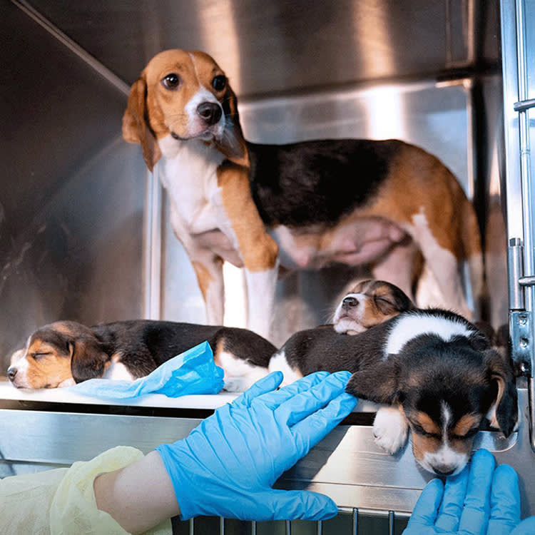 First Grass, Then a Record $35 Million: What Became of the 4,000 Envigo Beagles
