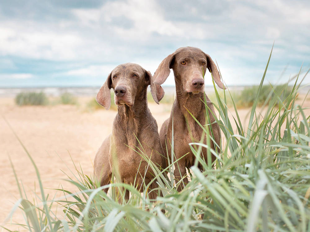 What 47,000 Dogs Tell Us About the Male-vs-Female Question (and What They Don't)