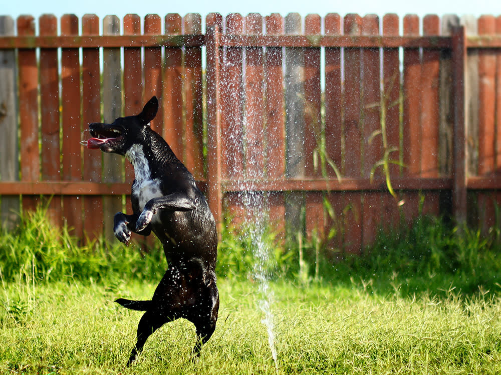 Design Your Yard Around What Dogs Actually Do, Not What Looks Nice