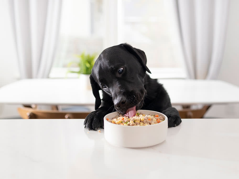 Fresh Cat Food, Sorted by the One Thing That Matters: Cooked vs. Raw
