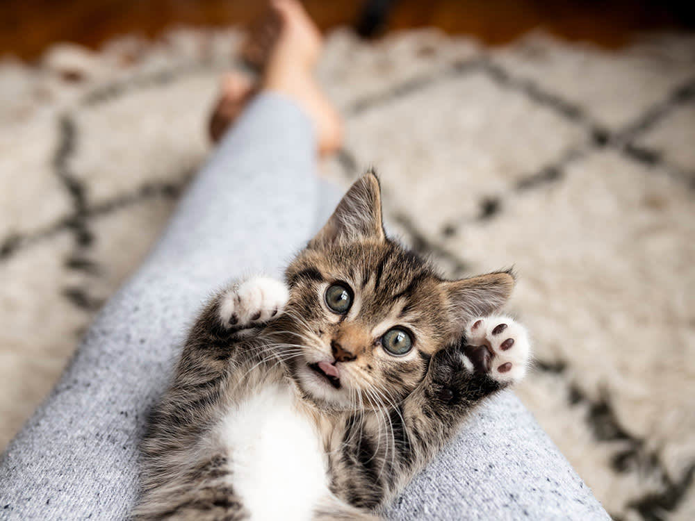 Before You Foster a Cat, Solve the Two Things Everyone Underestimates