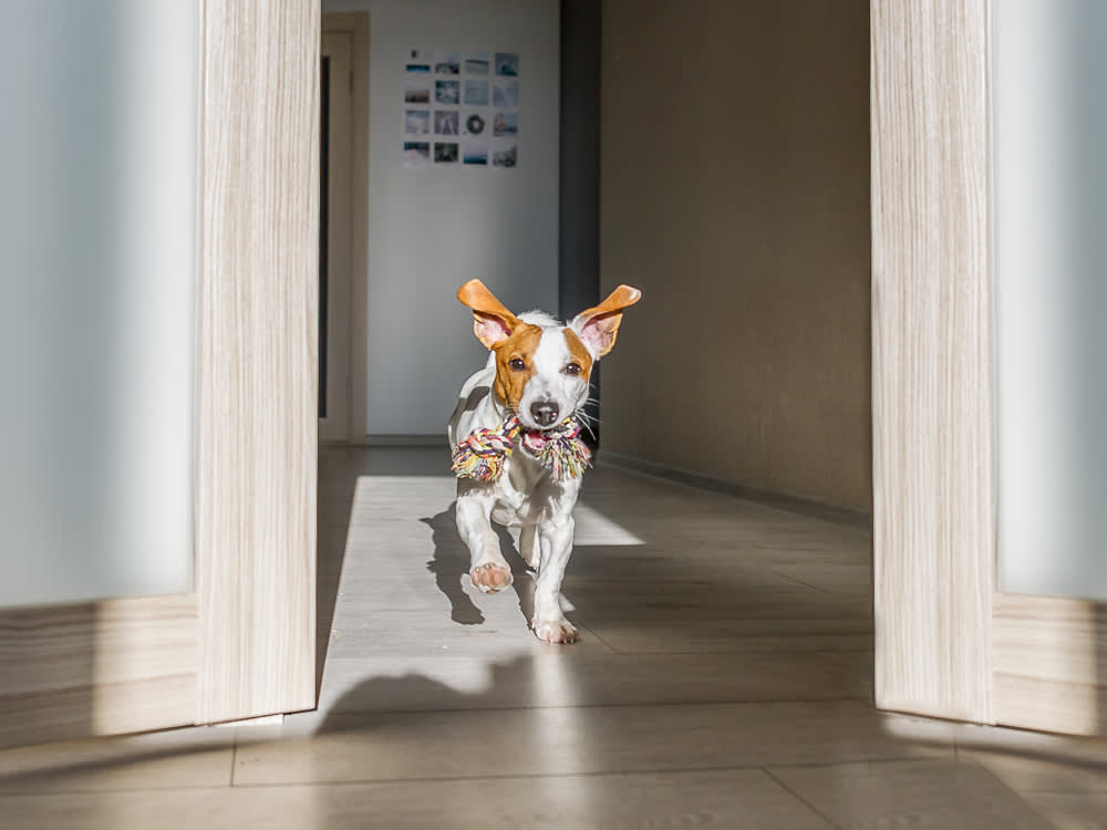 Dog Zoomies, Decoded: When the Crazy Laps Are Healthy and When They Aren't