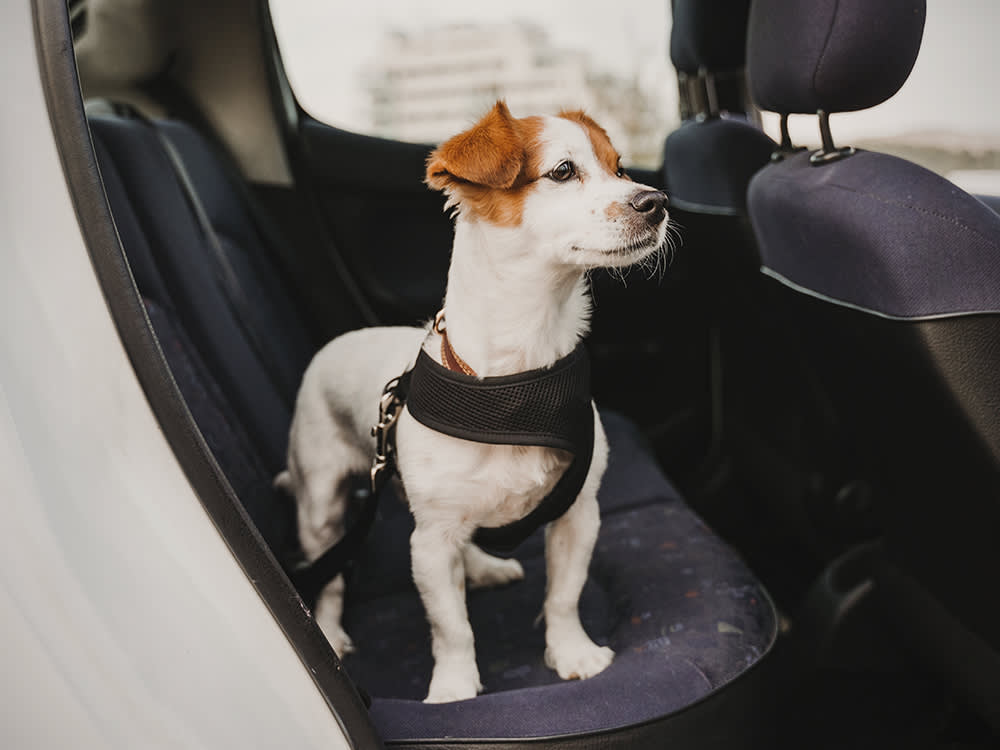 Most Dog Car "Restraints" Are Theater. Here's the One That Isn't