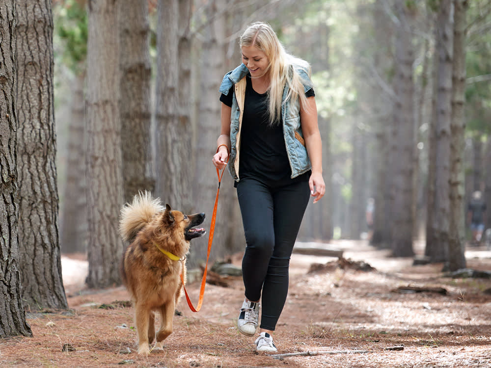 How to Vet a Dog Hiking Service (and 8 Around the Country That Pass)