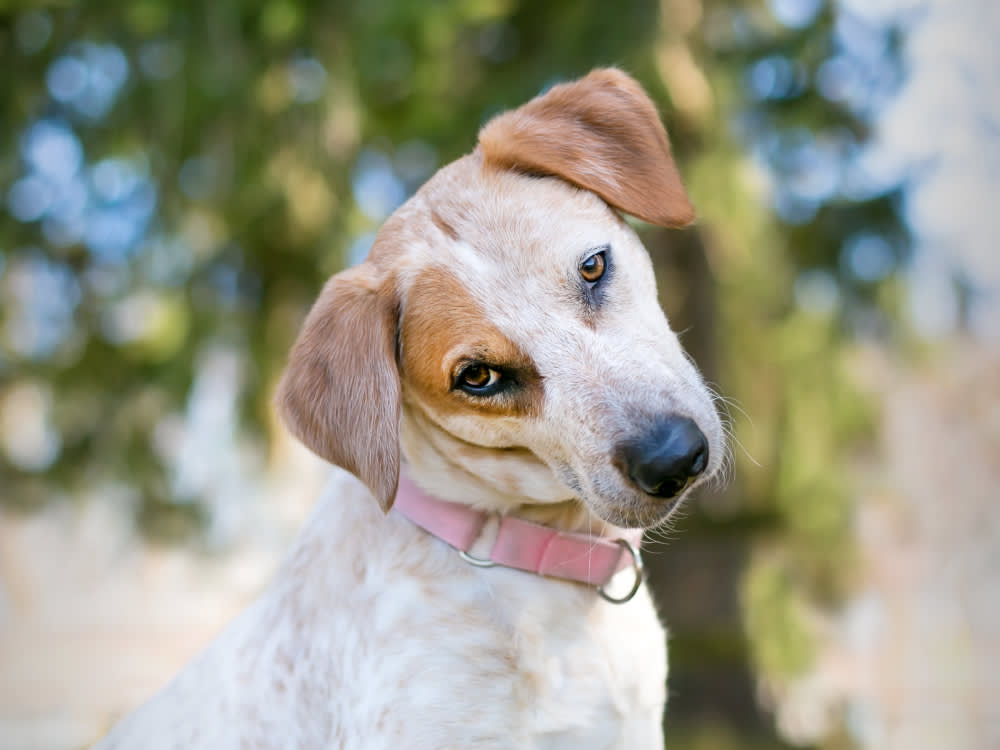 9 Everyday Human Habits That Genuinely Baffle Your Dog