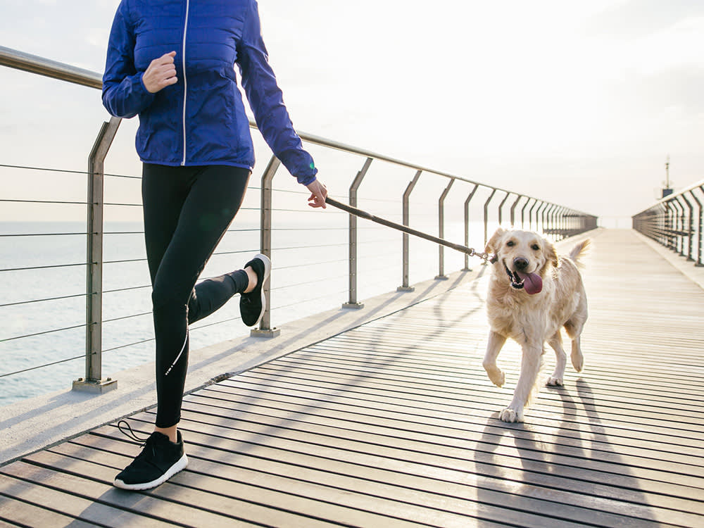 Pick the Dog Your Life Can Support, Not the One You Fell For