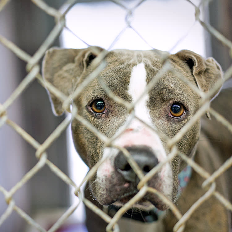 93 Dogs Died in Her Care. A Year Later, the Case May Never See a Jail