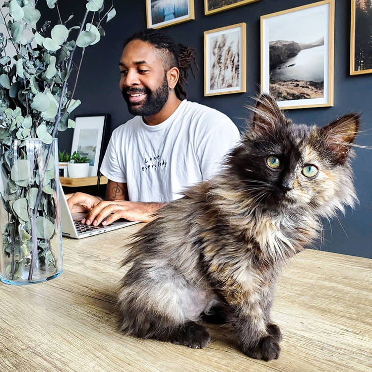 He's Rehomed 40 Kittens. Behind the Cute Videos Is a System