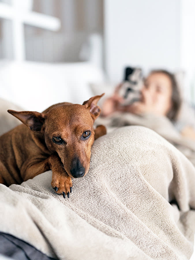 "The Great Pretender": How Addison's Disease Hides in Dogs