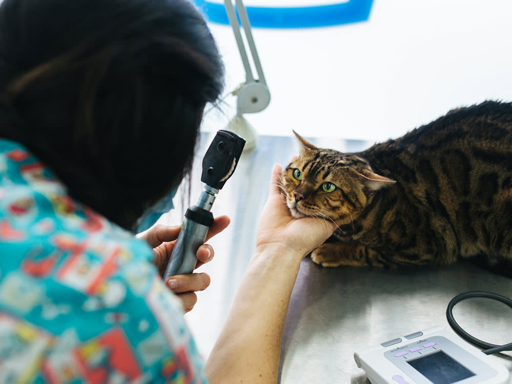 The Adoption Fee Isn't the Price of Your Pet