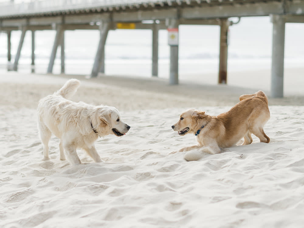 Dogs Don't Forgive After a Fight. What They Do Is Smarter