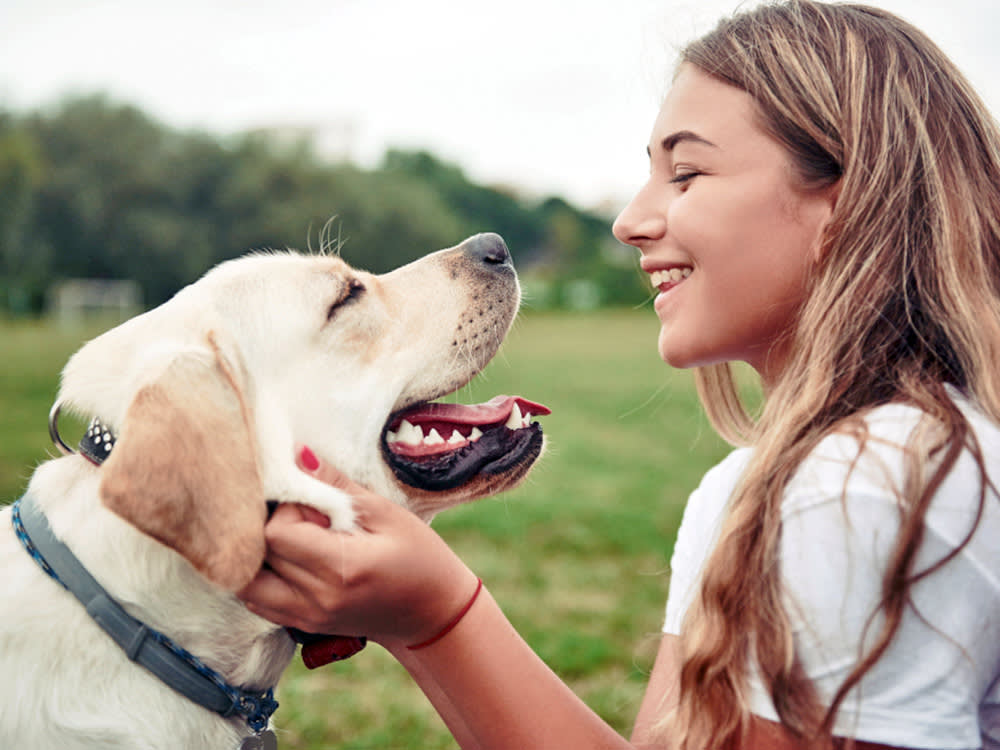 An AI Can Now Grade Your Dog's Teeth From a Phone Photo. The Catch Is What It Can't Do