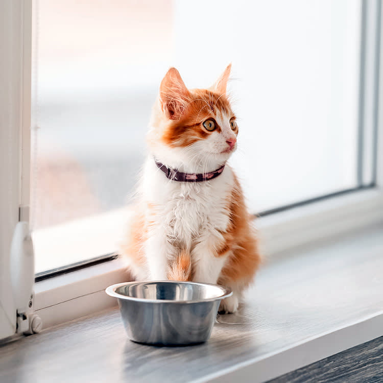 The Container Sold as 'Pet-Proof' Is Killing Cats