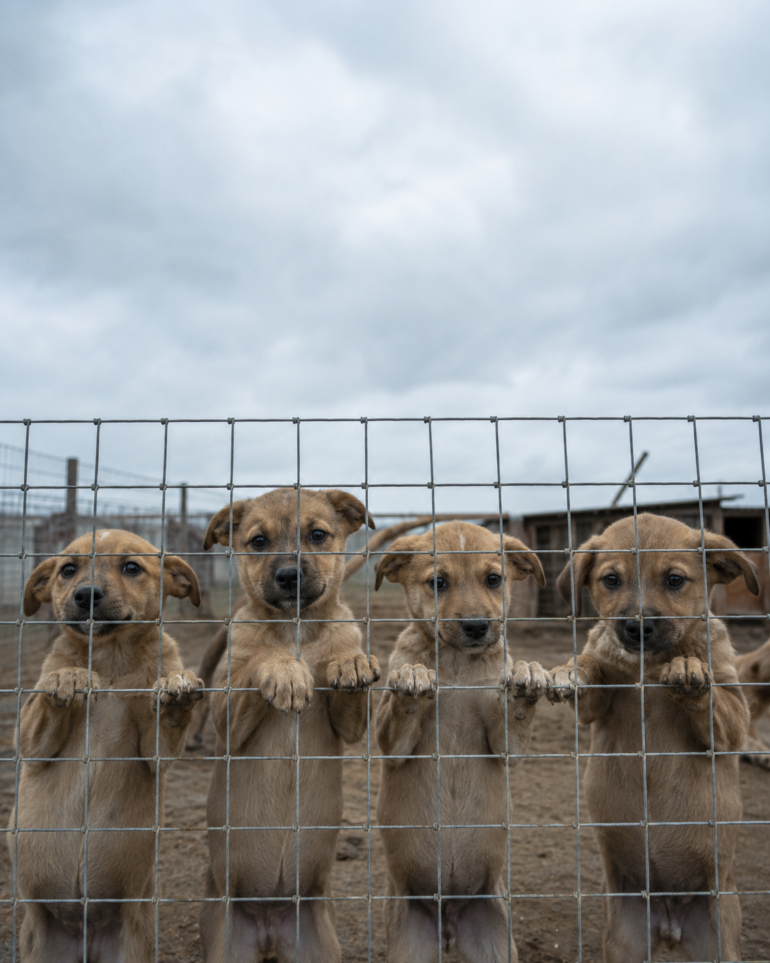 One Rule for Every Dog, or None at All? Inside the AKC's Puppy-Mill Fight