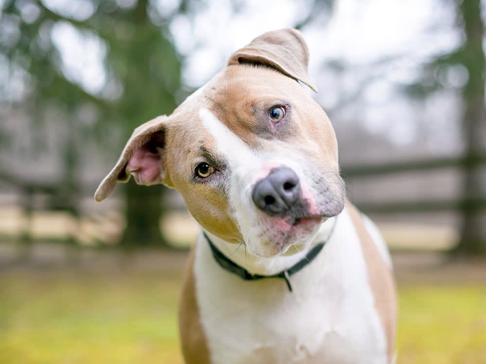 Your Dog's Forty Nicknames Don't Confuse Her. But One Name Has to Stay Clean