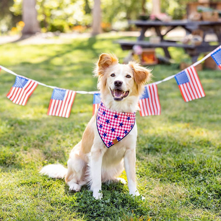 7 American-Made Pet Brands Worth Your Memorial Day Dollars