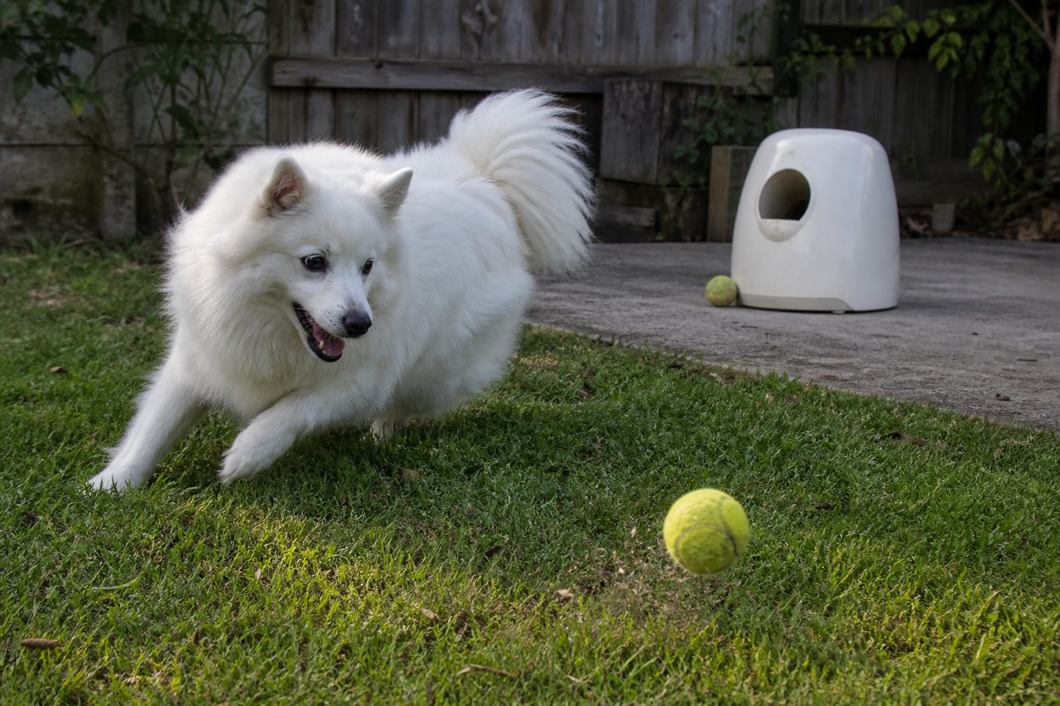 Automatic ball launcher for dogs