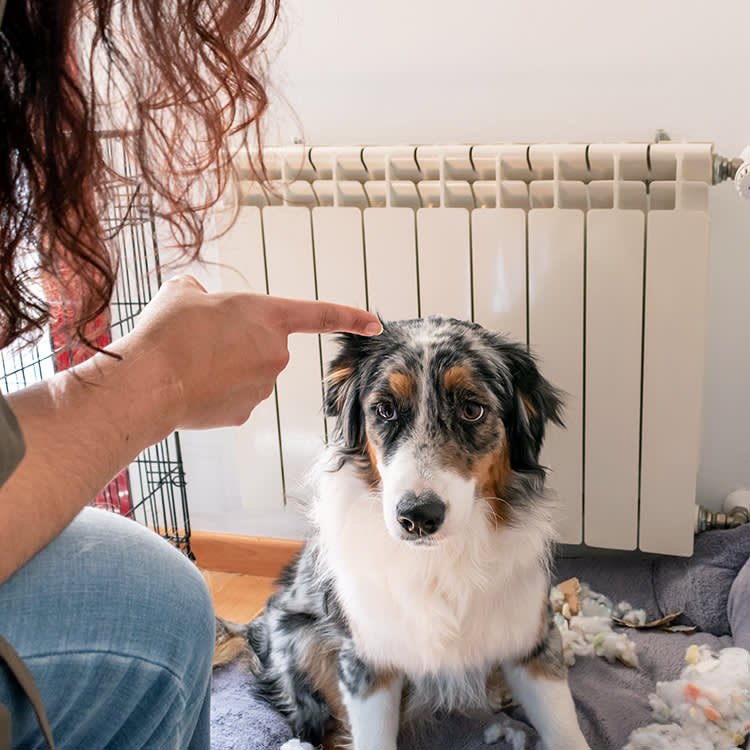 Yelling at Your Dog Lands in Their Body, Not Just Their Ears