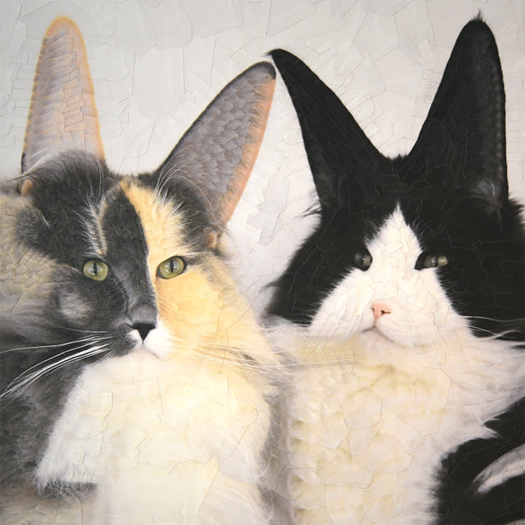 Animal Communicators Aren't Reading Your Cat. They're Reading You.