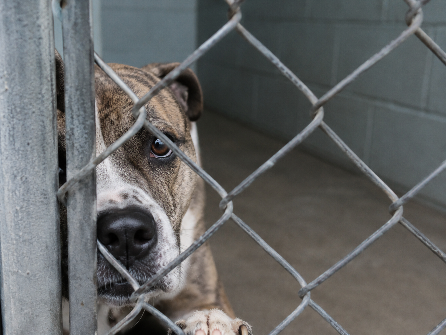 Shelters Didn't Refill Because Adopters Vanished. Three Faucets Were Left Running