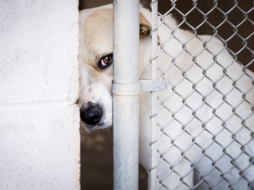 Shelters Didn't Refill Because Adopters Vanished. Three Faucets Were Left Running