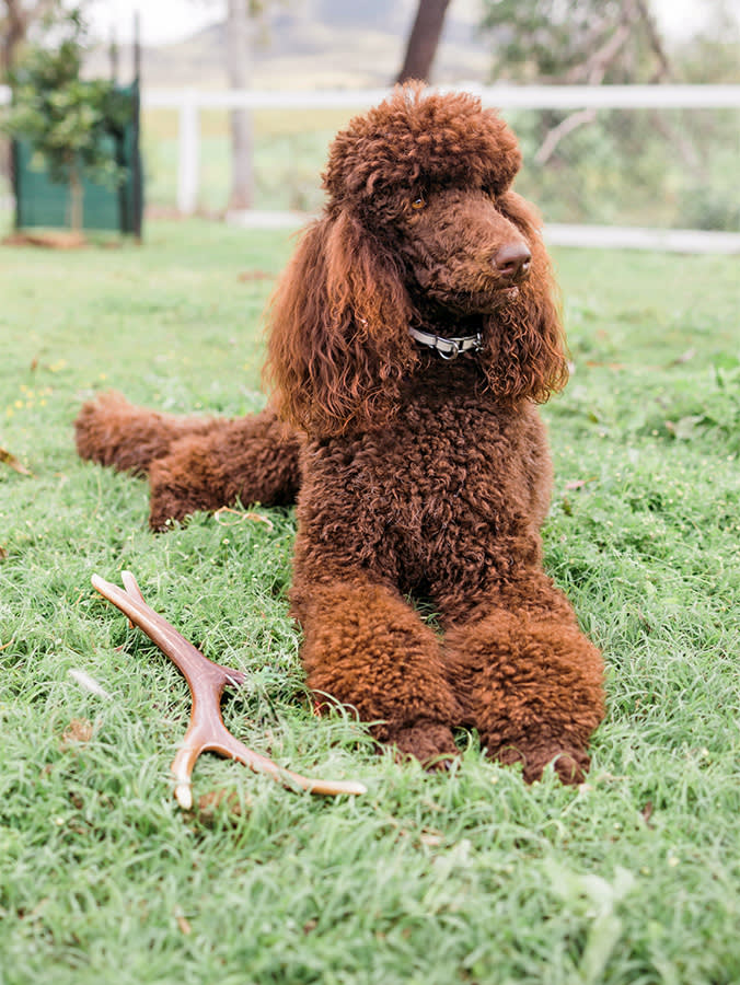 Every Reason to Buy an Antler Chew Is the Reason Not To