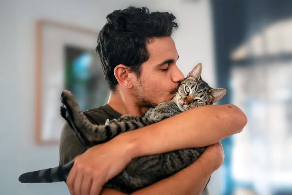 Person cradling and kissing a cat — feline companionship