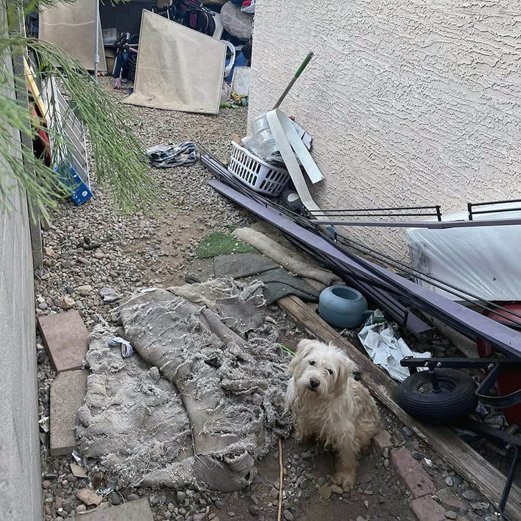 55 Dogs, One Business License: The Arizona Case That Exposes a Rescue Loophole