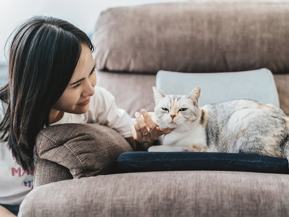 Your Cat Won't Limp. That's Why Arthritis Hides for Years