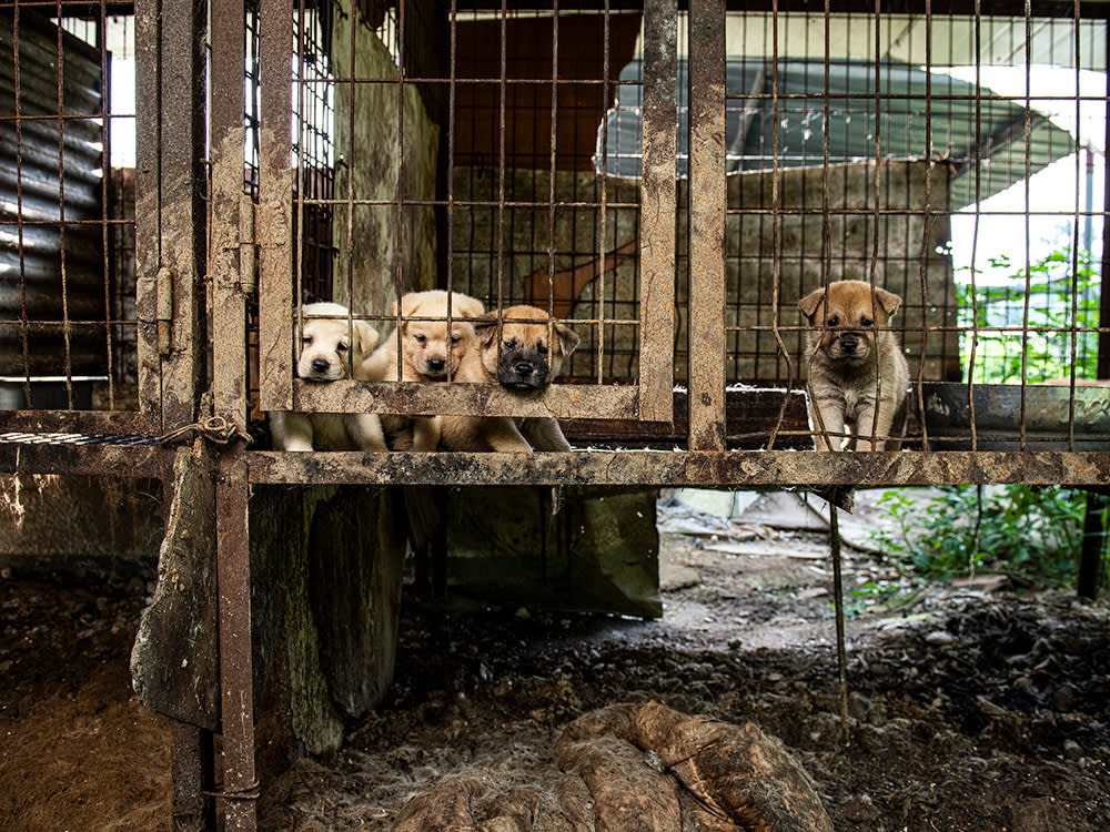 South Korea Outlawed the Dog Meat Trade. Half a Million Dogs Still Need You.