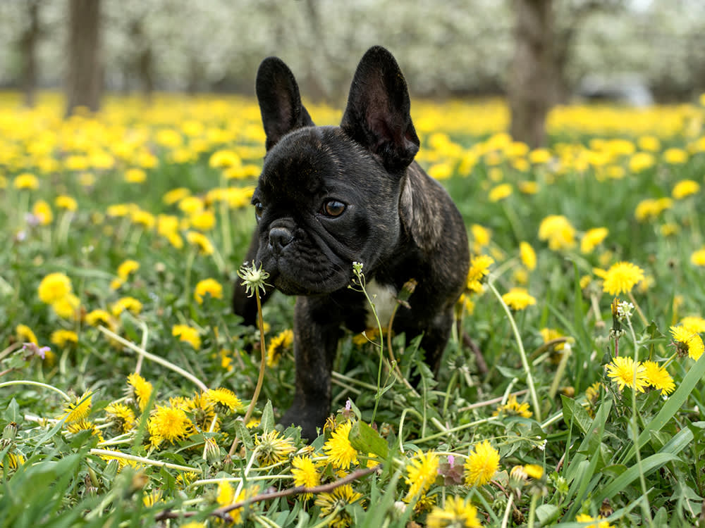 No, Ladybugs Aren't Poisoning Your Dog. One Look-Alike Can Burn Their Mouth.