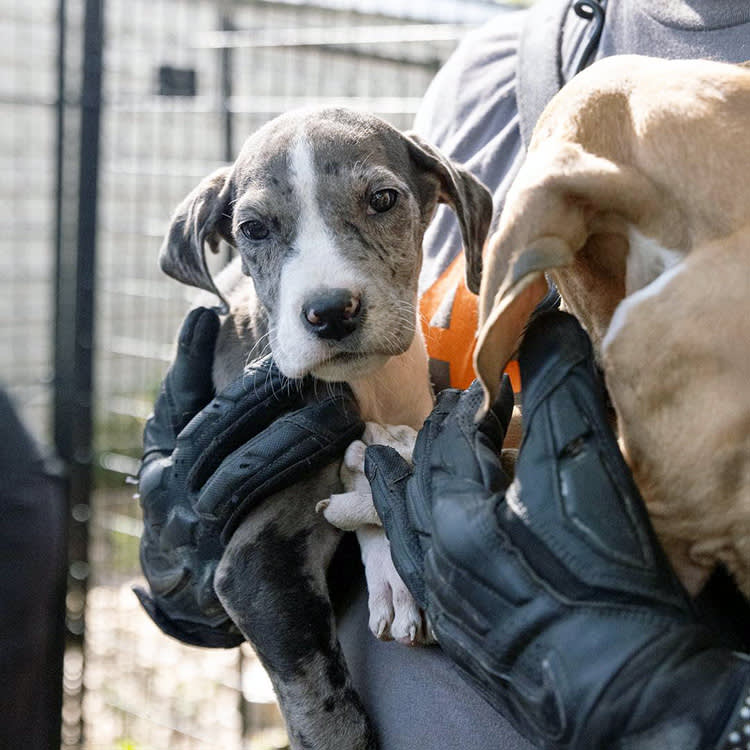 300 Dogs, Four States, One Month: The Rescue Machine Behind the Headlines