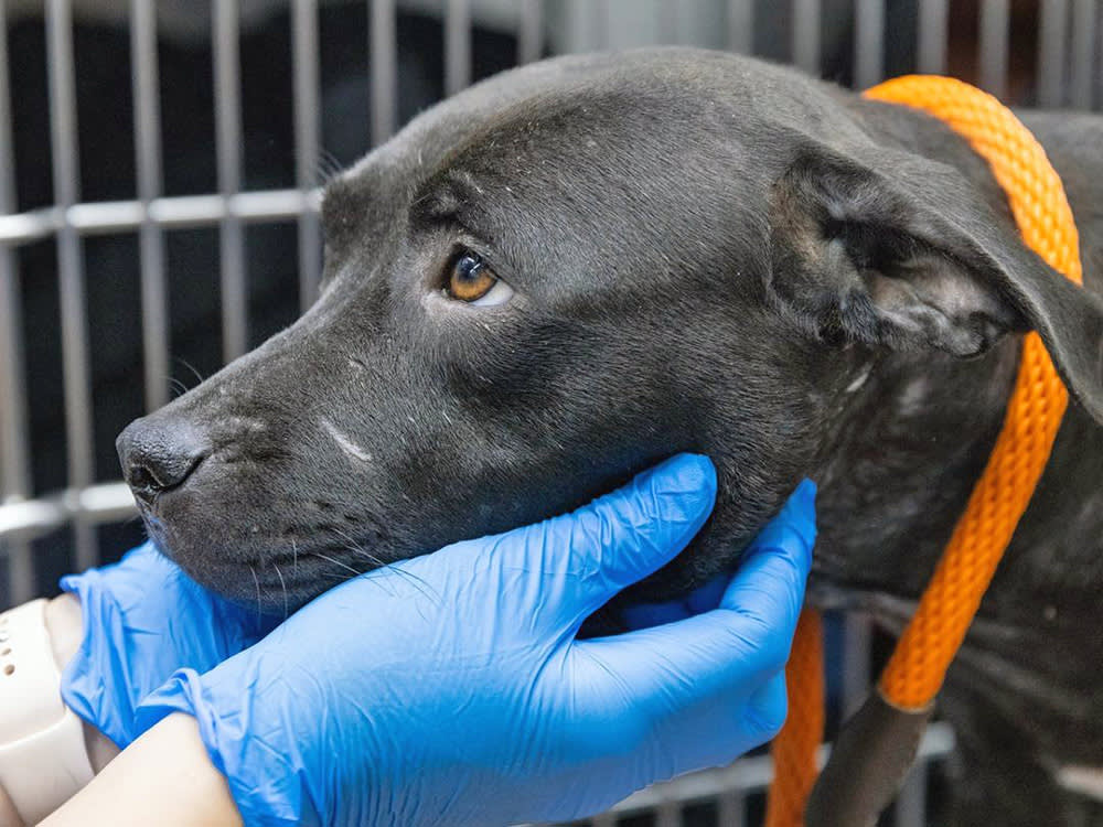 111 Dogs, One Drug Tip, and the Law That Makes Dogfighting a Felony