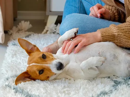 You Can Run Your Dog's First Checkup From the Couch