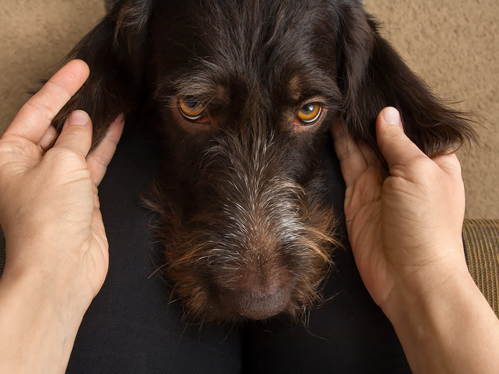 Check Your Dog's Head Like a Vet Does: The 5-Minute Eyes, Ears, Nose, and Mouth Scan