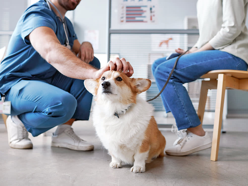 Don't Ask What the Average Vet Bill Is. Ask What Your Worst Year Could Cost