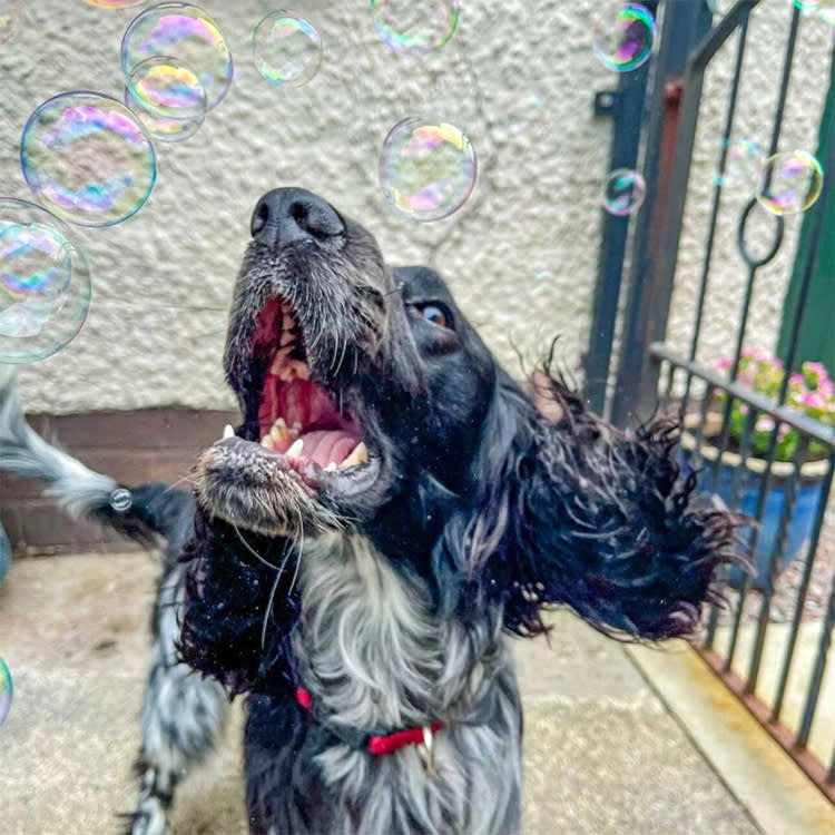 Bacon-Scented Bubbles Are Real, and My Dogs Completely Lost It