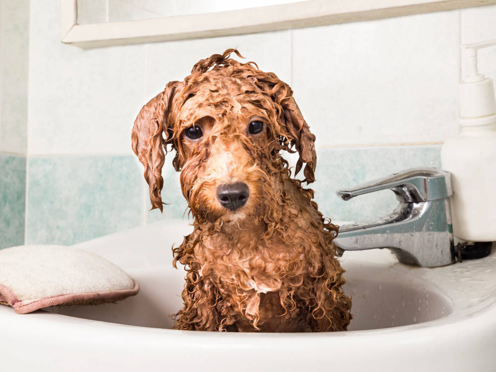 Baking Soda Cleans Half Your Dog's Life. Keep It Off the Other Half.