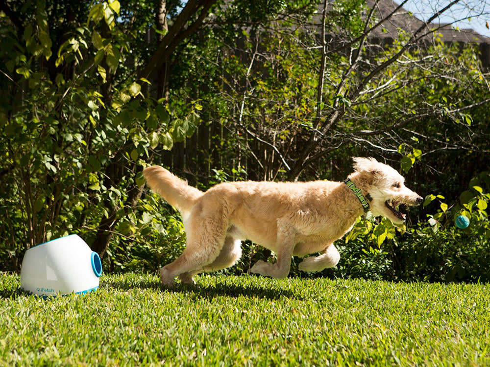 The Ball Launcher That Started With a Kid Dodging Homework
