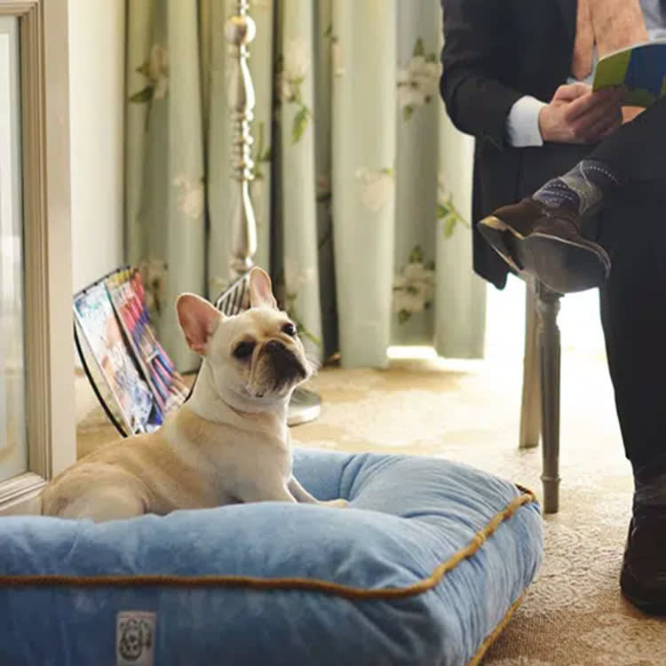 BARK Wants to Sell You a $150 Dog Concierge. When It's Actually Worth It