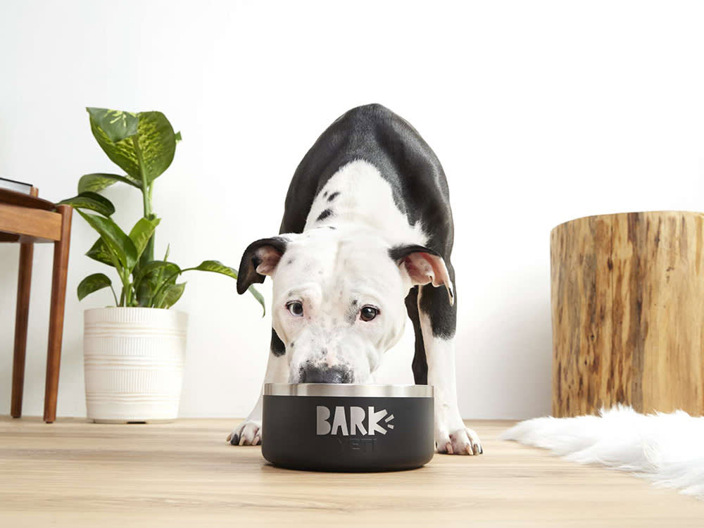 BARK Made Food for Your Dog's Breed. Does Your Dog's Breed Need It?