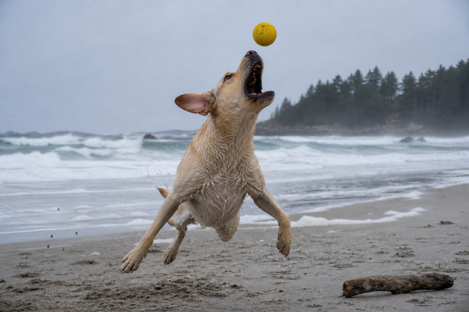 The Waves Aren't the Biggest Beach Danger to Your Dog. The Sand Is.