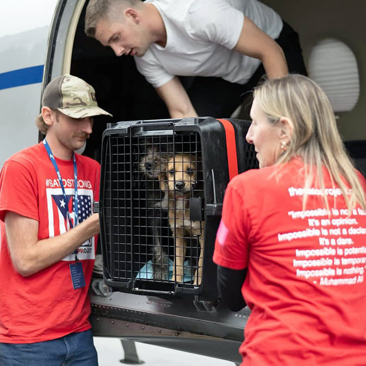 Rescue Transport Asks One Thing of You: Show Up. The Rescues Do the Rest